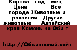 Корова 1 год 4 мец › Цена ­ 27 000 - Все города Животные и растения » Другие животные   . Алтайский край,Камень-на-Оби г.